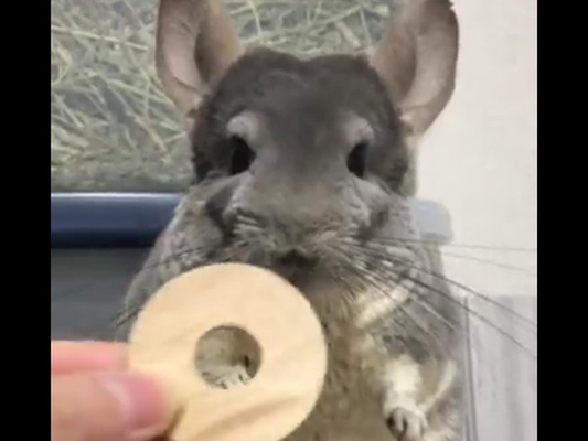 もらった物が気に入らないチンチラ 行動に これは笑うわ ずっと見ていたい ニコニコニュース もらった物が気に入らないチンチラ 行動に これは笑うわ ずっと見ていたい ニコニコニュース