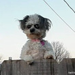 鬼犬かな。フェンスの上から鬼の形相でにらみつける犬