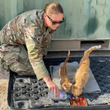 戦地で兵士を癒した3匹の親子野良猫、アメリカへ移送し兵士たちの家族になる計画が進行中