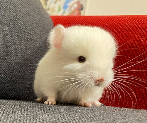 かわいすぎてもう無理 普通に天使 赤ちゃんチンチラのちっさい後ろ姿の尊さにキュンッとする人続出 ニコニコニュース かわいすぎてもう無理 普通に天使 赤ちゃんチンチラのちっさい後ろ姿の尊さにキュンッとする人続出 ニコニコニュース