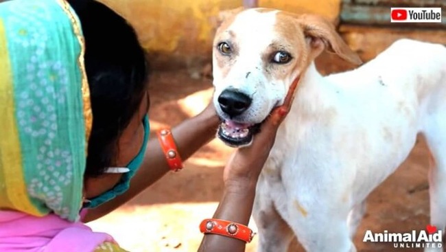 Animal Aid ヒョウに襲われて大ケガをした犬 村人たちとスタッフの献身で元気になる ケガ閲覧注意 ニコニコニュース