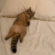 怠惰を極めた子猫、お布団に転がり……？　枕を使いこなしてゴロゴロする姿に「ほんまに可愛すぎ」の声