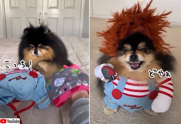犬にハロウィン用衣装をえらばせてみた こうなった ニコニコニュース 犬にハロウィン用衣装をえらばせてみた こうなった ニコニコニュース