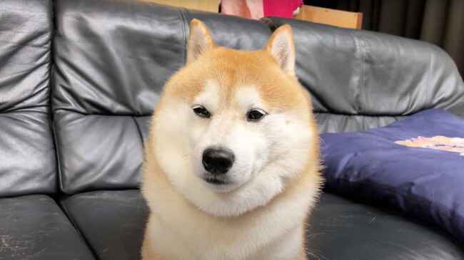 腑抜けた柴犬に 狼の遠吠え を聴かせてみた反応が癒し度maxだと話題に ニコニコニュース 腑抜けた柴犬に 狼の遠吠え を聴かせてみた反応が癒し度maxだと話題に ニコニコニュース