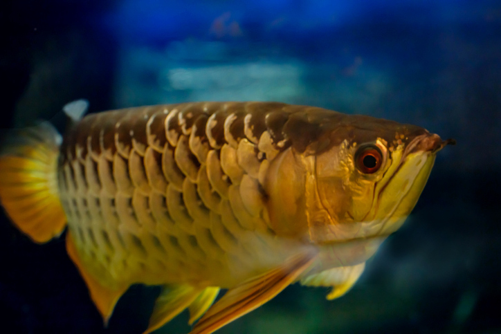 夫がかわいがっていたペットの魚をからっと揚げた妻 水槽の掃除をしなかった為 ニコニコニュース 夫がかわいがっていたペットの魚をからっと揚げた妻 水槽の掃除をしなかった為 ニコニコニュース